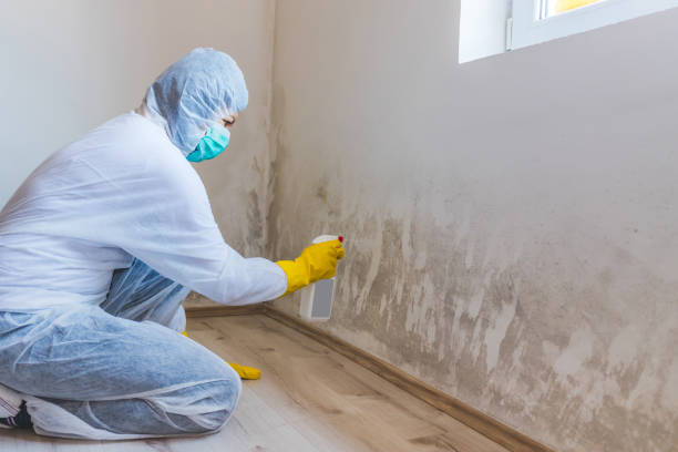 Licensed Basement Mold Remediation service in Dumfries, VA - Mold Remediation HQ