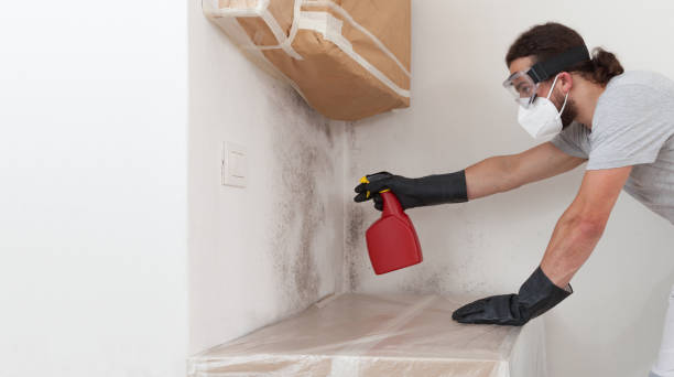 Professional Basement Mold Remediation technician working in Dumfries, VA