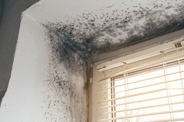 Affordable Basement Mold Remediation solutions in Dumfries, VA